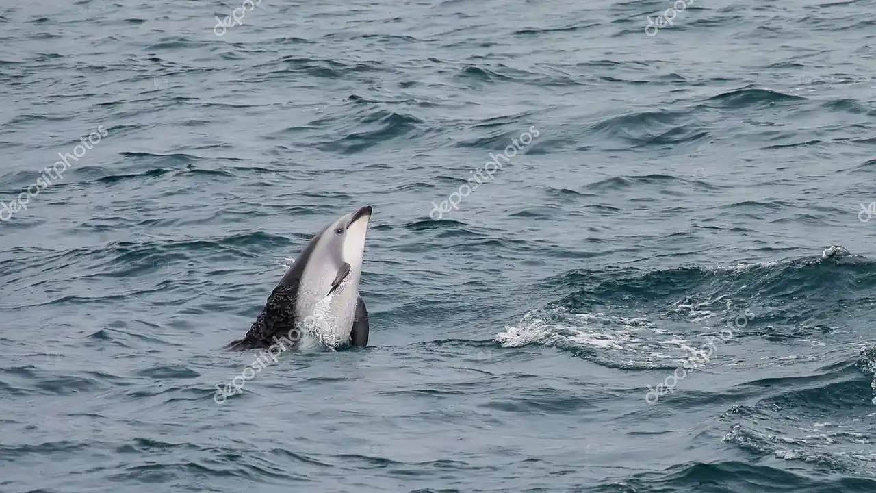 Dolphin Swimming New Zealand Kaikoura vs Bay of Islands